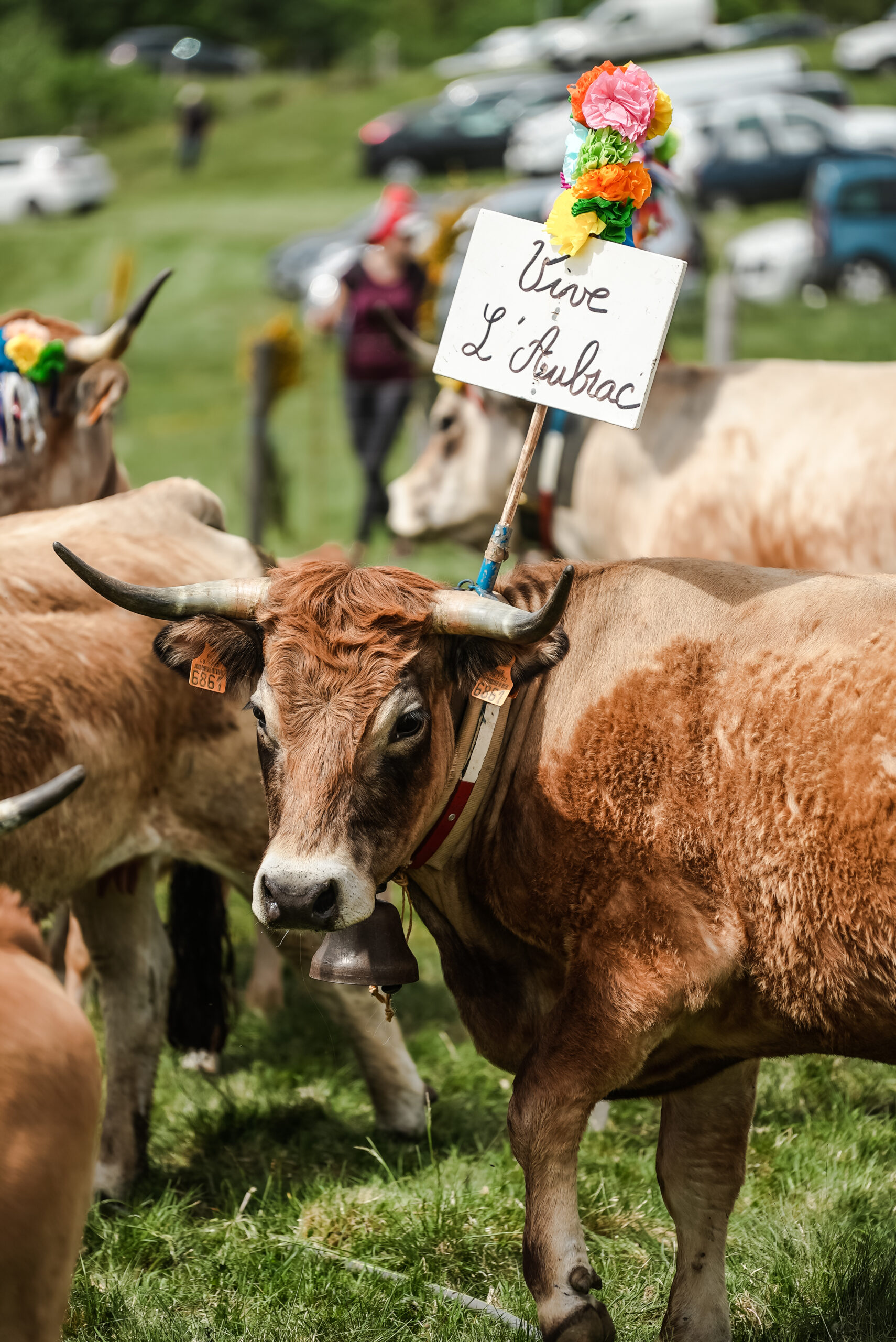 transhumance14